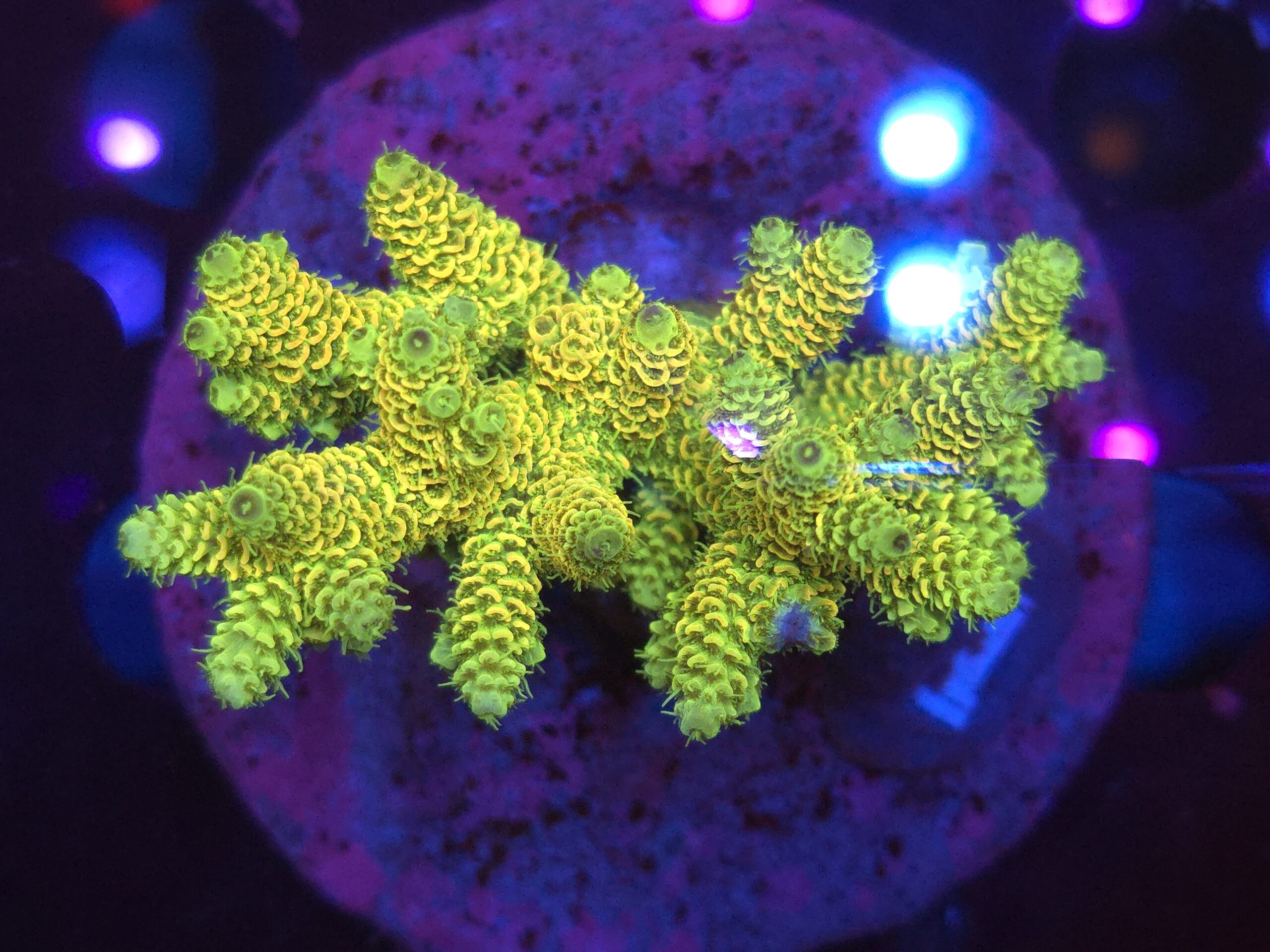 Acropora
