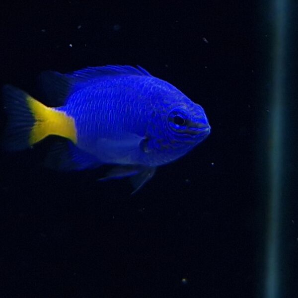 Chrysiptera parasema