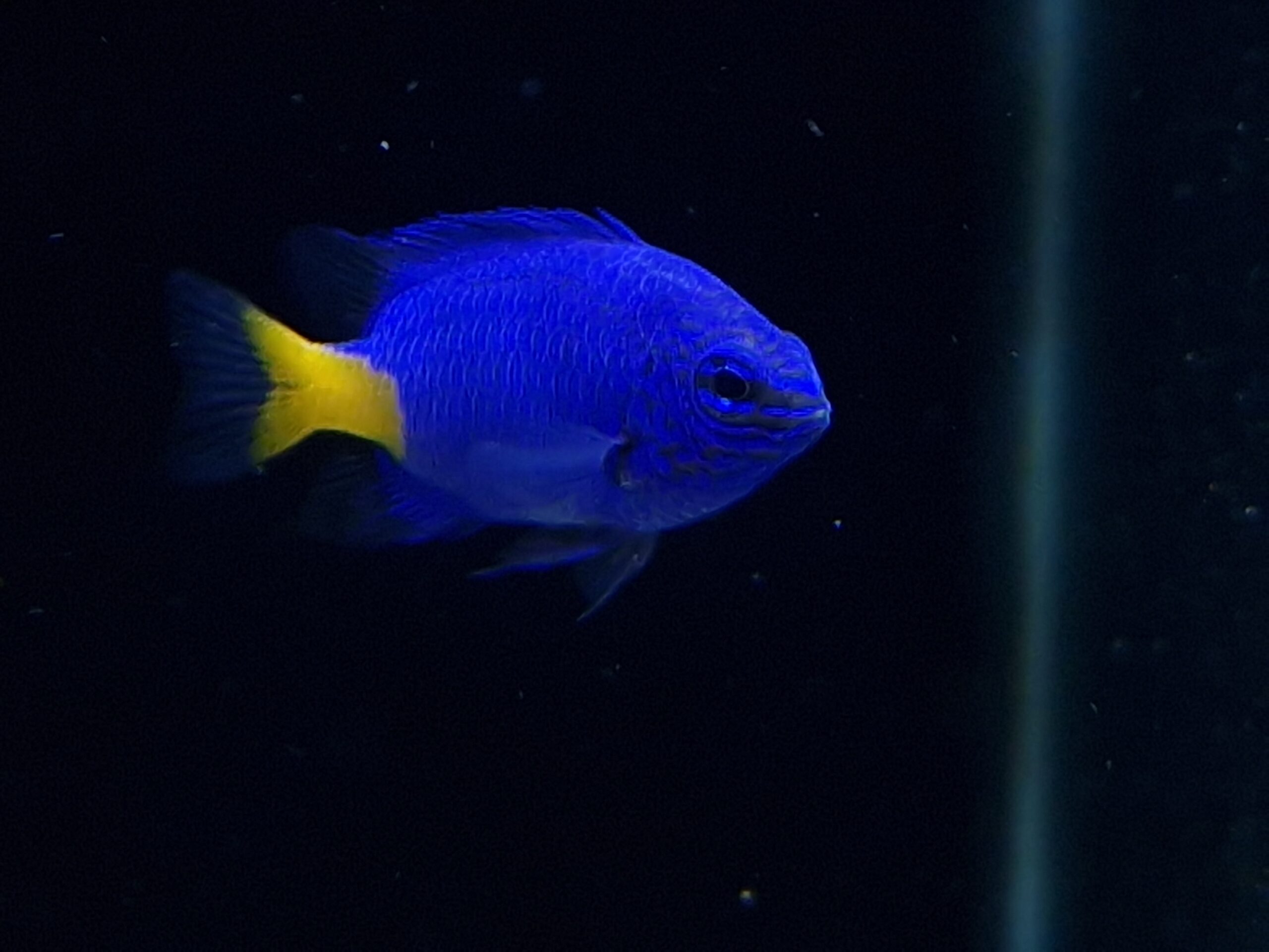 Chrysiptera parasema