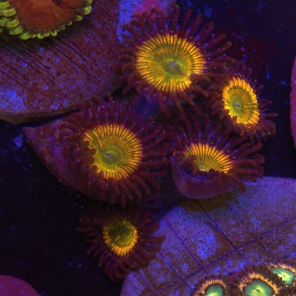 Zoa