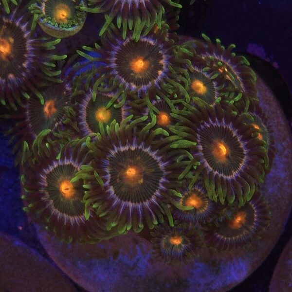 Zoa