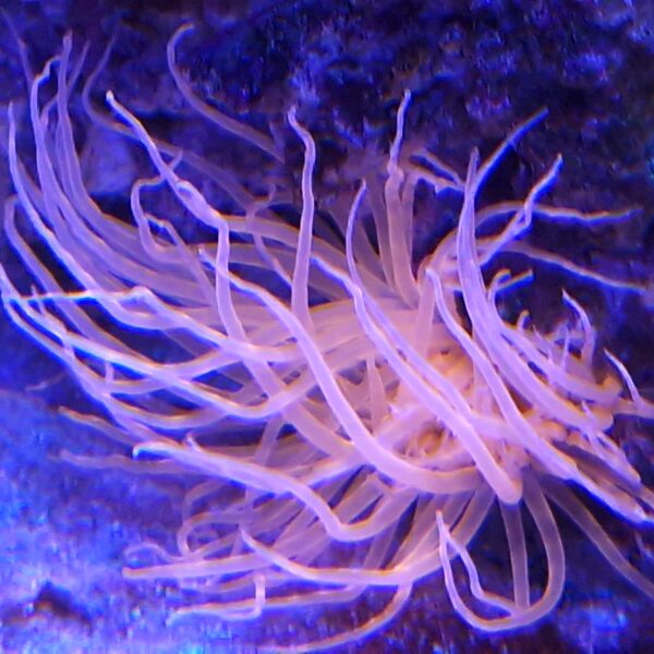 szorstnik Cerianthus