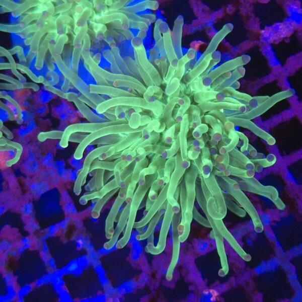 Euphyllia Toxic Green