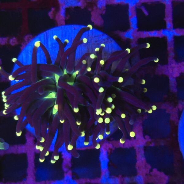 Euphyllia black torch