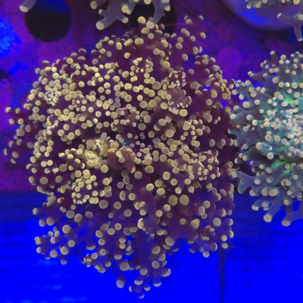 Euphyllia paradivisa