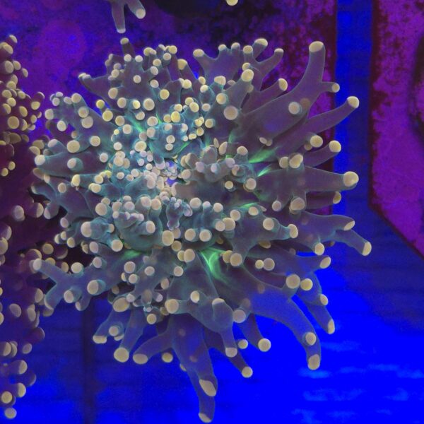 Euphyllia paradivisa