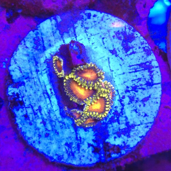 Zoa