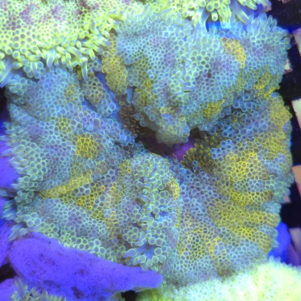 stichodactyla tapetum
