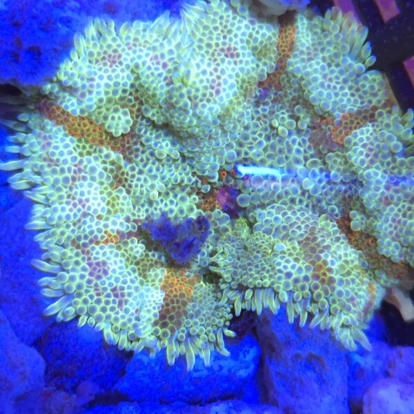 stichodactyla tapetum