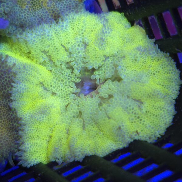 stichodactyla tapetum