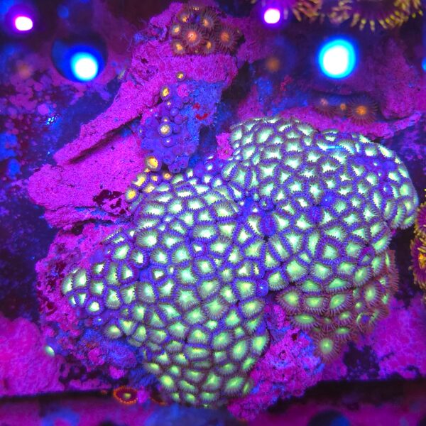 Zoa Premium Rock