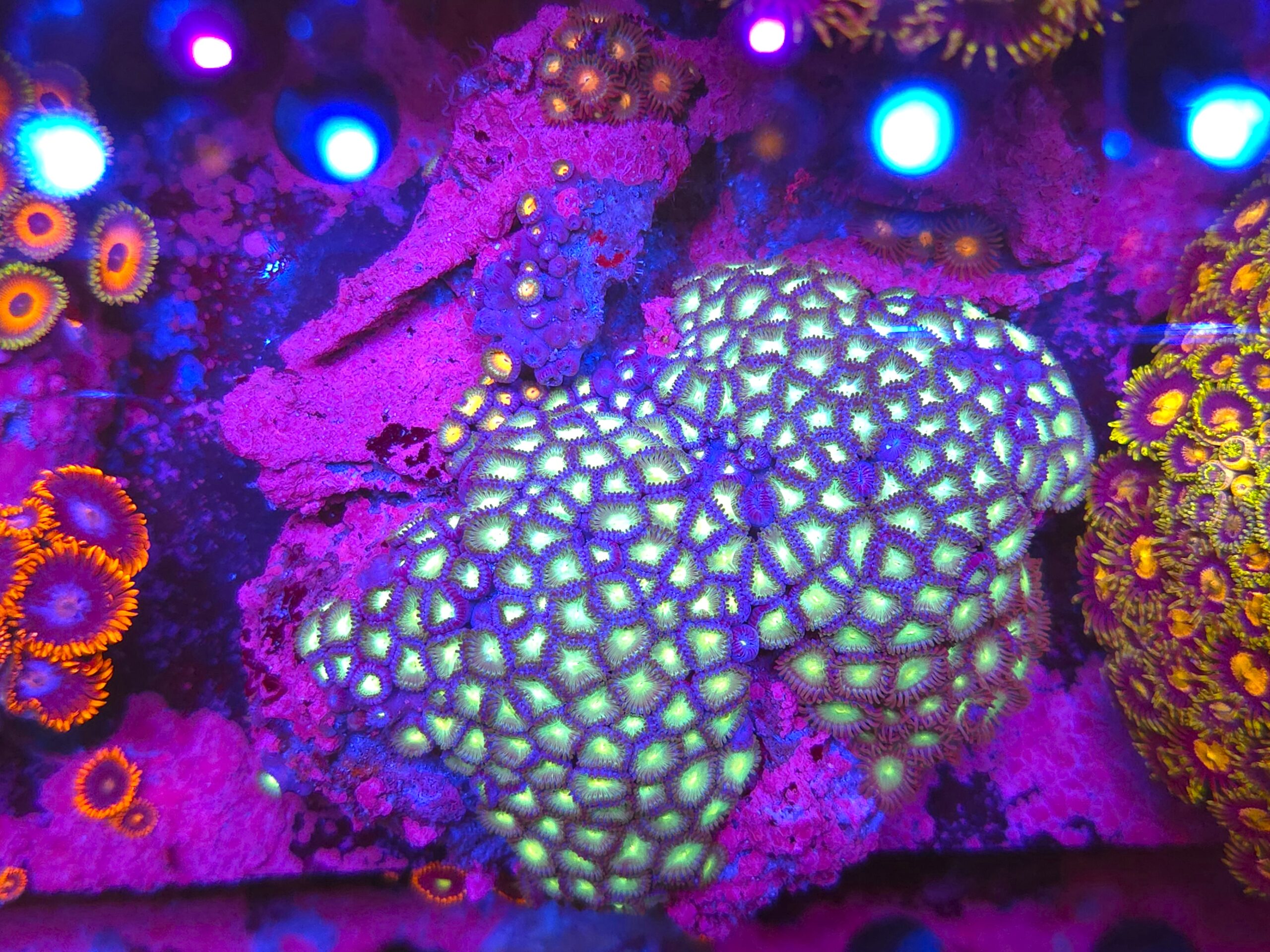 Zoa Premium Rock