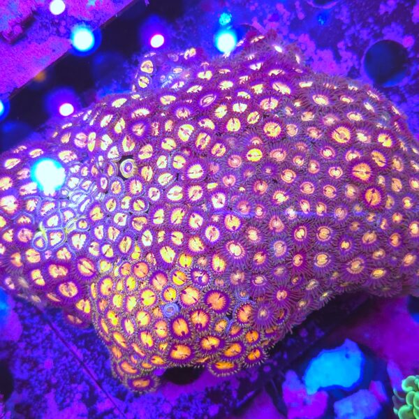 Zoa Premium Rock