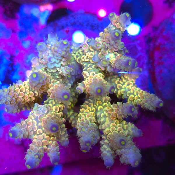 Acropora