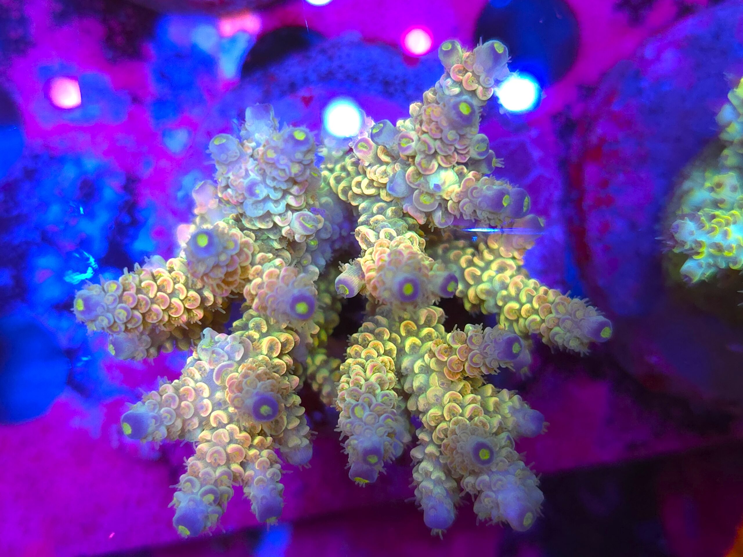 Acropora