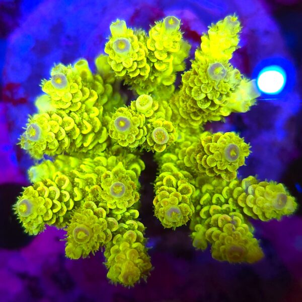 Acropora
