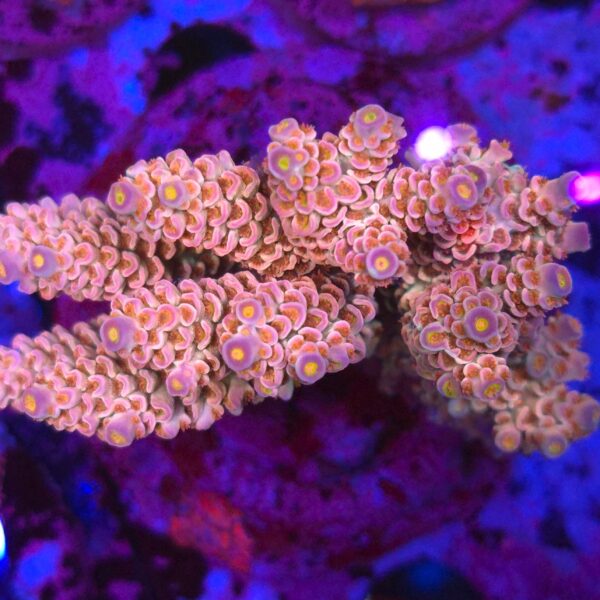 Acropora tenuis