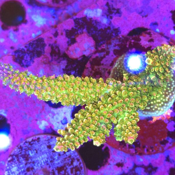 Acropora abrotanoides