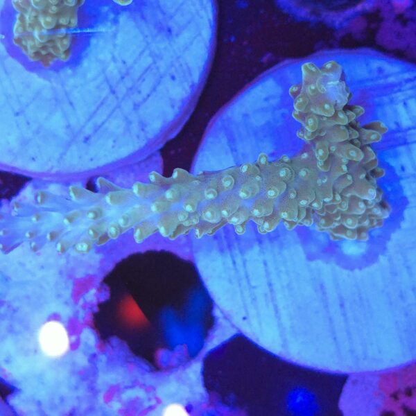 Acropora frag