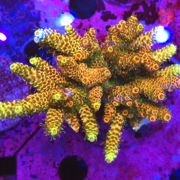 Acropora millepora