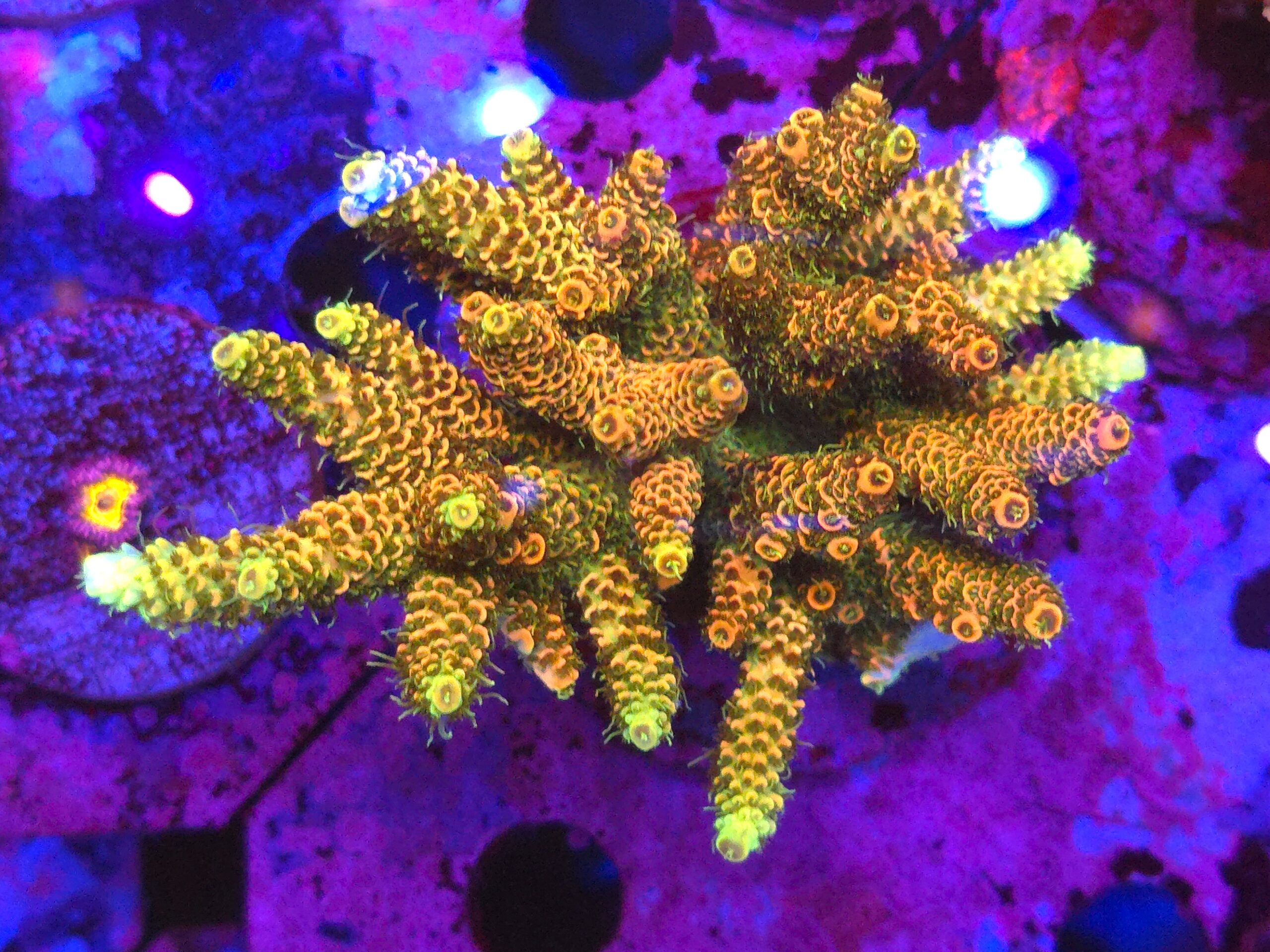 Acropora millepora