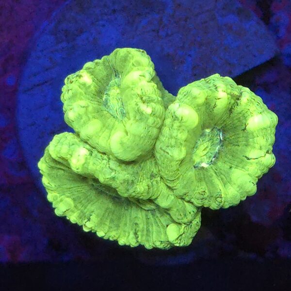 Caulastrea fluo