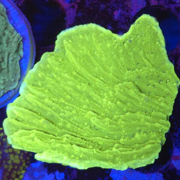 Montipora fluo green