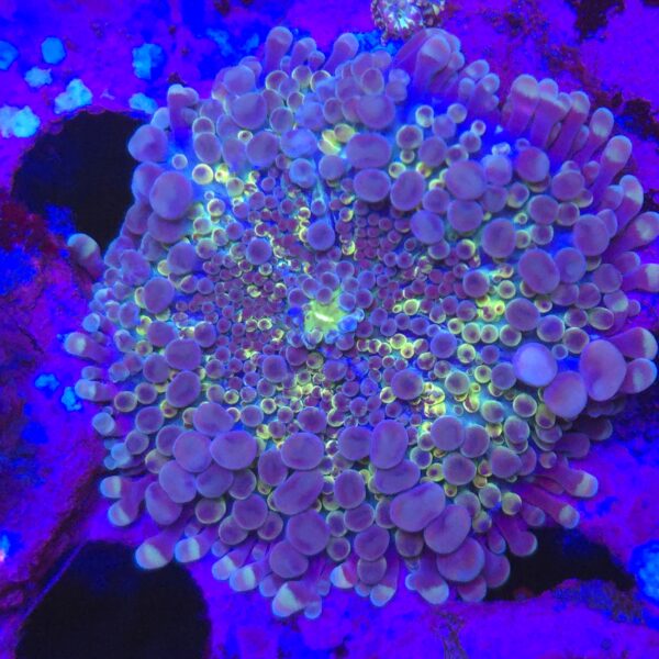 Ricordea yellow blue