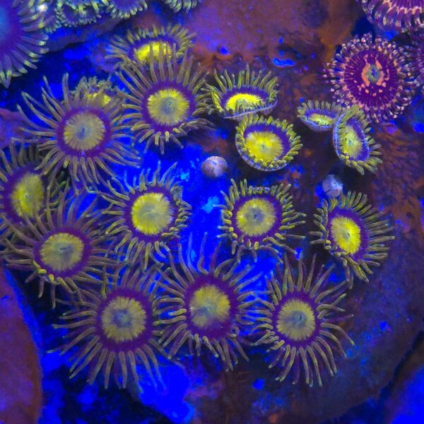Zoa King Midas