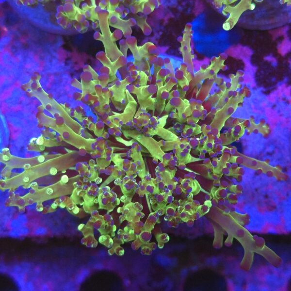 Euphyllia paradivisa Grafted