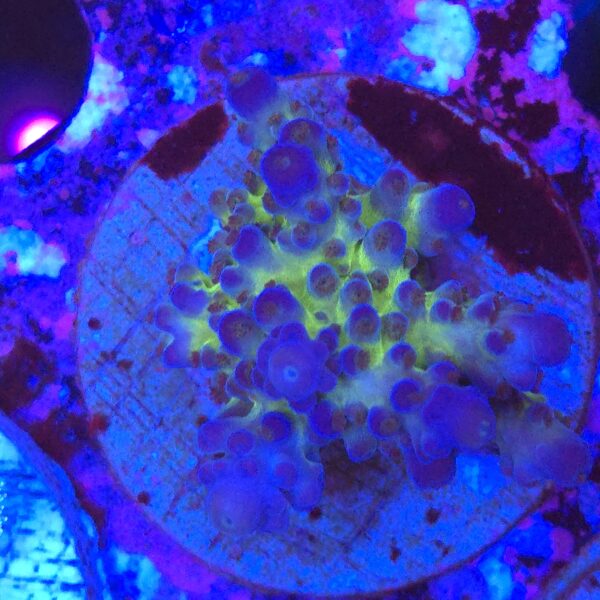 Acropora tortuosa Frog Skin