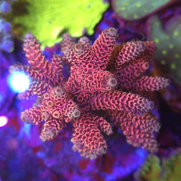 Acropora millepora pink