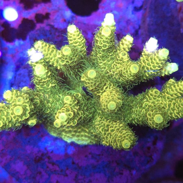 Acropora millepora yellow