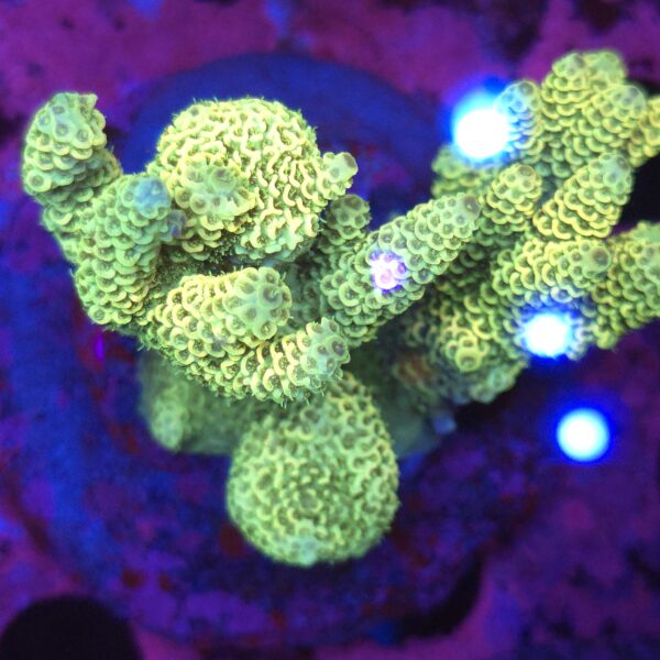 Acropora millepora yellow