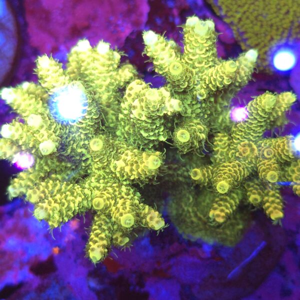 Acropora millepora yellow
