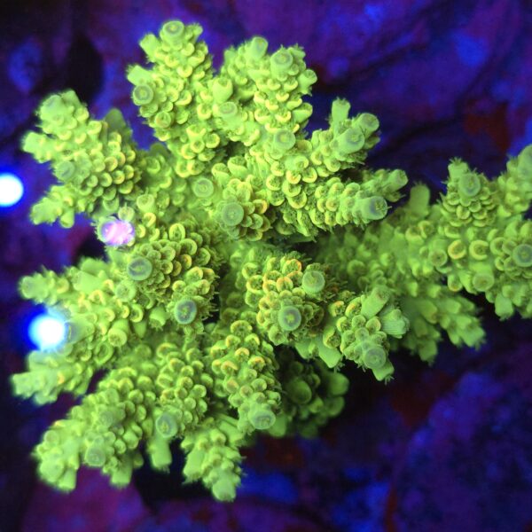 Acropora tenuis