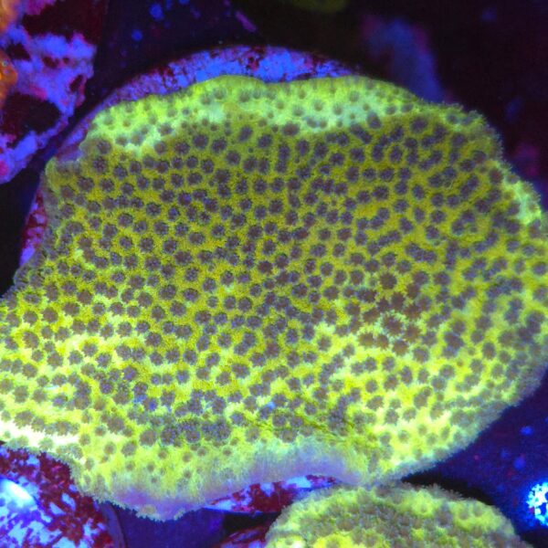 Montipora